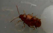 Thumbnail 426740 B