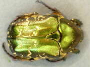 Thumbnail 426817 B