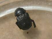 Thumbnail 426841 A