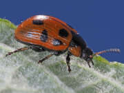 Thumbnail 426860 B