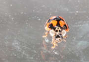 Thumbnail 426905 B