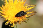 Thumbnail 426913 B