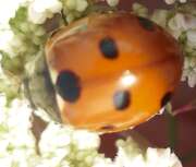 Thumbnail 426957 B