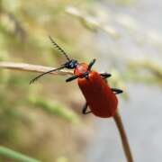 Thumbnail 426970 B