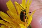 Thumbnail 426975 B