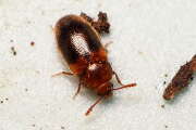 Thumbnail 426984 B