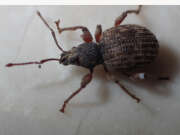 Thumbnail 426989 B