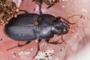 Thumbnail 427002 A