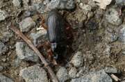 Thumbnail 427024 A