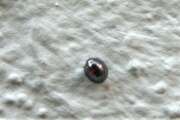 Thumbnail 427028 A