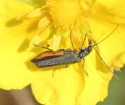 Thumbnail 427033 B