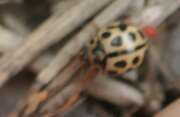 Thumbnail 427045 B
