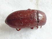 Thumbnail 427053 A