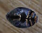 Thumbnail 427056 B