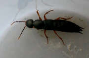 Thumbnail 427057 A