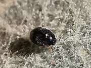 Thumbnail 427064 B