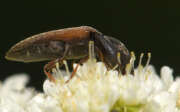 Thumbnail 427073 B