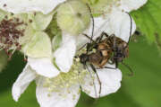 Thumbnail 427076 B