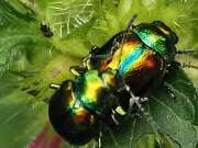 Thumbnail 427081 C