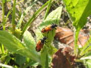 Thumbnail 427083 A