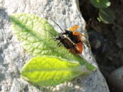 Thumbnail 427083 B