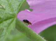 Thumbnail 427096 A