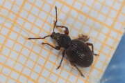 Thumbnail 427097 B