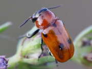 Thumbnail 427105 B
