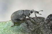 Thumbnail 427136 A