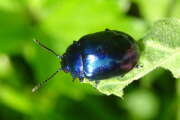 Thumbnail 427140 A