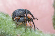 Thumbnail 427165 B