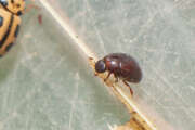 Thumbnail 427174 A