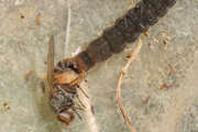 Thumbnail 427176 B