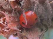 Thumbnail 427184