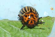 Thumbnail 427255 A