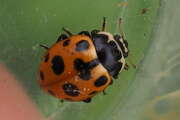 Thumbnail 427257 B
