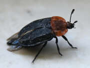 Thumbnail 427315 B