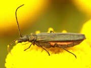 Thumbnail 427375 B
