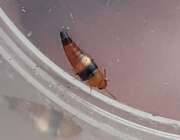 Thumbnail 427396 A
