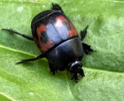 Thumbnail 427410 B