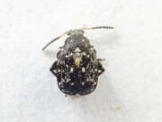 Thumbnail 427435 B