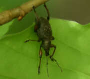 Thumbnail 427455 A