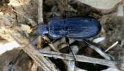 Thumbnail 427525 B