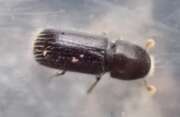 Thumbnail 427540 A