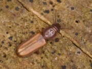 Thumbnail 427606 B