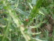 Thumbnail 427613 C