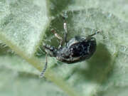 Thumbnail 427614 B