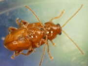 Thumbnail 427630 A