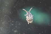 Thumbnail 427709 A
