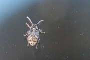 Thumbnail 427709 B